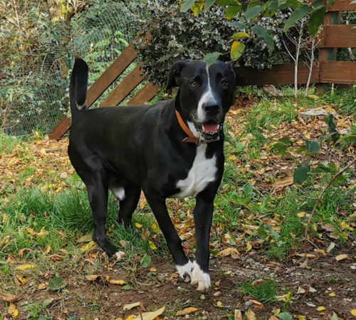 Ettore