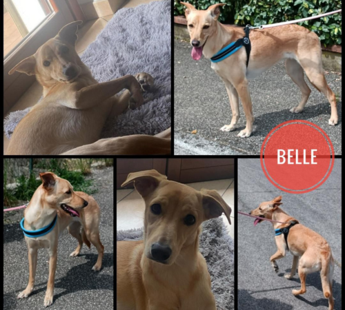 Belle
