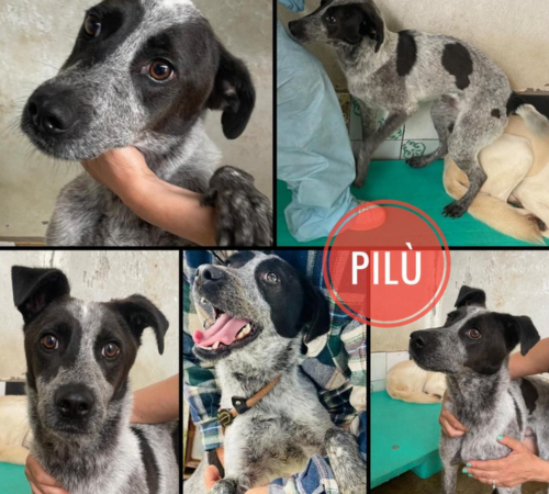 Pilù