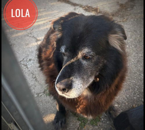Lola