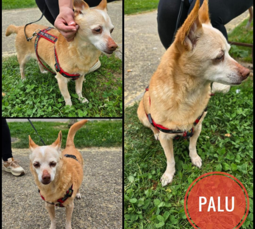 Palu